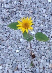 Photo Credit: Ann Conn